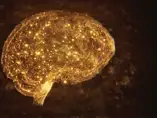 The Developing Brain – A Rapid and Complex Journey The Developing Brain – A Rapid and Complex Journey
