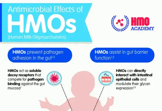 Antimicrobial Effects of Human Milk Oligosaccharides