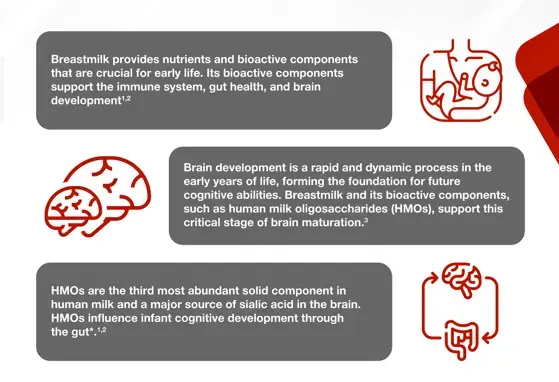 Discovering the Role of HMOs in Brain Development Infographic