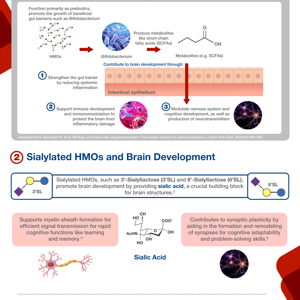 Discovering the Role of HMOs in Brain Development Infographic