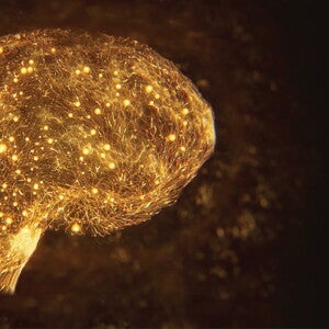 The Developing Brain – A Rapid and Complex Journey