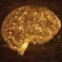 The Developing Brain – A Rapid and Complex Journey The Developing Brain – A Rapid and Complex Journey
