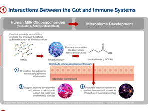 Discovering the Role of HMOs in Brain Development Infographic