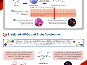 Discovering the Role of HMOs in Brain Development Infographic
