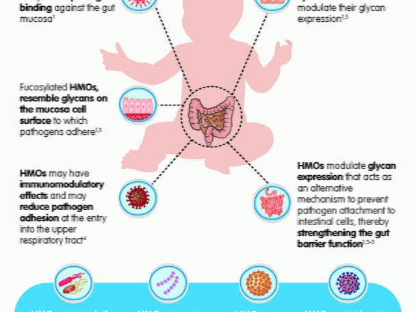 Antimicrobial_Effects of HMOs_Infographic
