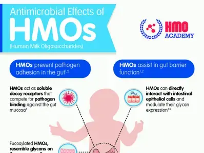 Antimicrobial_Effects of HMOs_Infographic