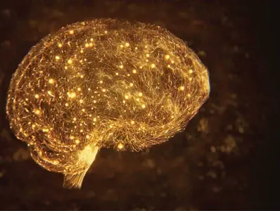 The Developing Brain – A Rapid and Complex Journey The Developing Brain – A Rapid and Complex Journey